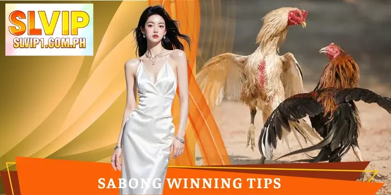sabong-winning-tips